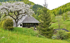 Schwarzwaldhaus. Rundum blühende Bäume und grüne Wiesen mit Wald im Hintergrund